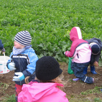 Kinder sammeln auf einem Acker Knollen und Blätter mit kleinen Eimern.