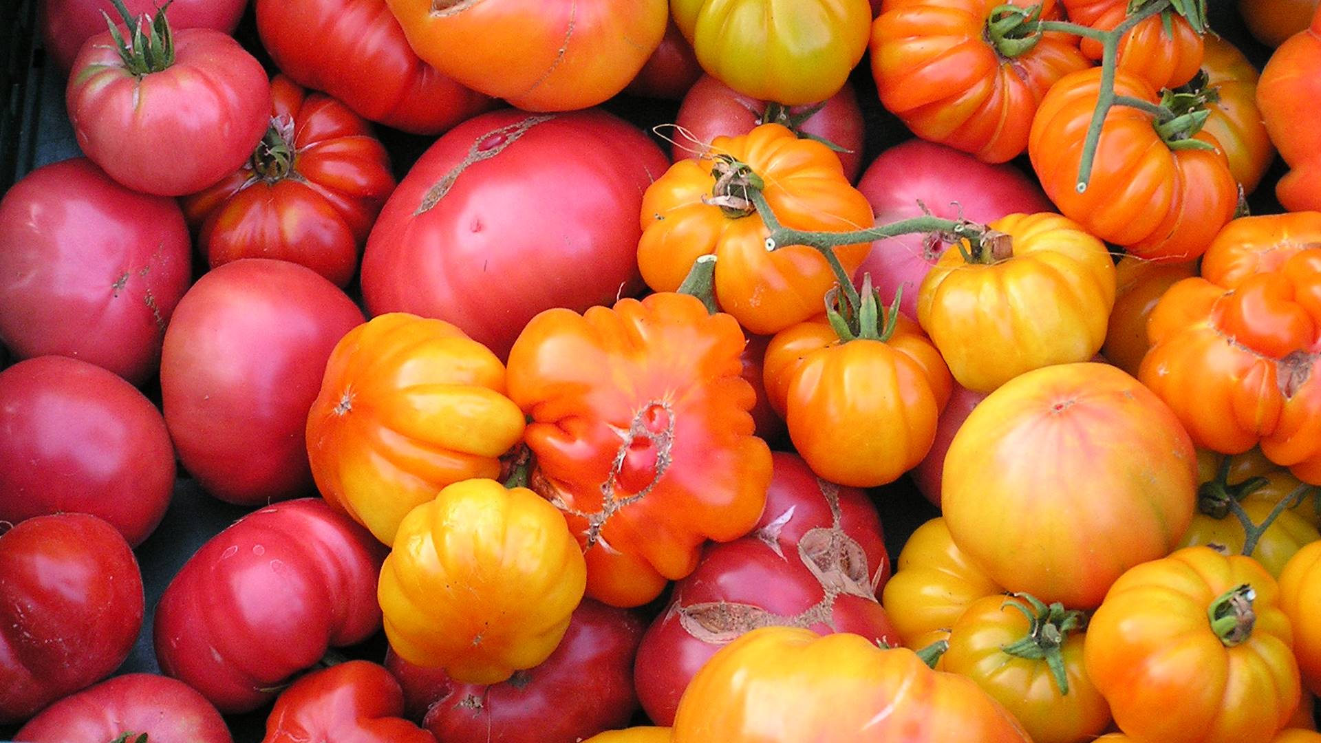 Ein Menge unterschiedlich geformter Tomaten in gelber, roter und orangener Farbe.