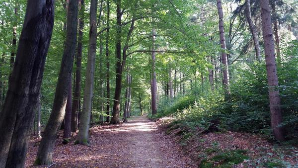 Forstweg in einem Wald.
