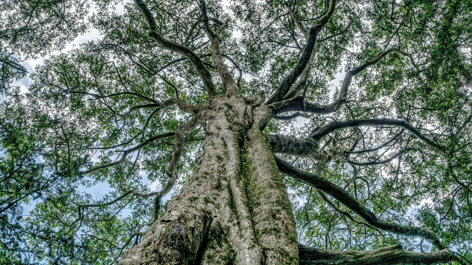 Am Boden eines hohen Baumes wird dessen Baumkrone fotografiert.