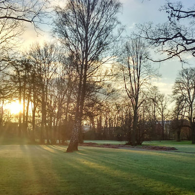 Hinter den Bäumen eines Parks geht die Sonne auf.
