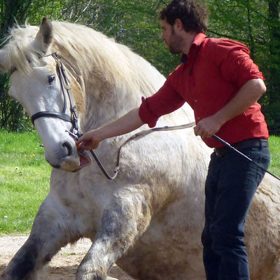 Ein Mann führt ein weißes Pferd an einer Kandare.