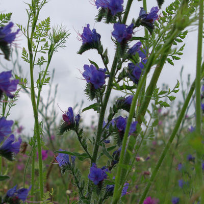 Nahaufnahme der blauen Blüten einer Pflanze, die auf einer Graswiese steht.