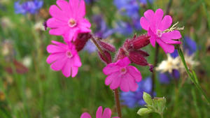 Nahaufnahme von pinken Blüten einer Blume, die auf einer Graswiese steht.