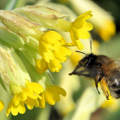 Nahaufnahme einer fliegende Biene an einem gelben Blütenkelch.