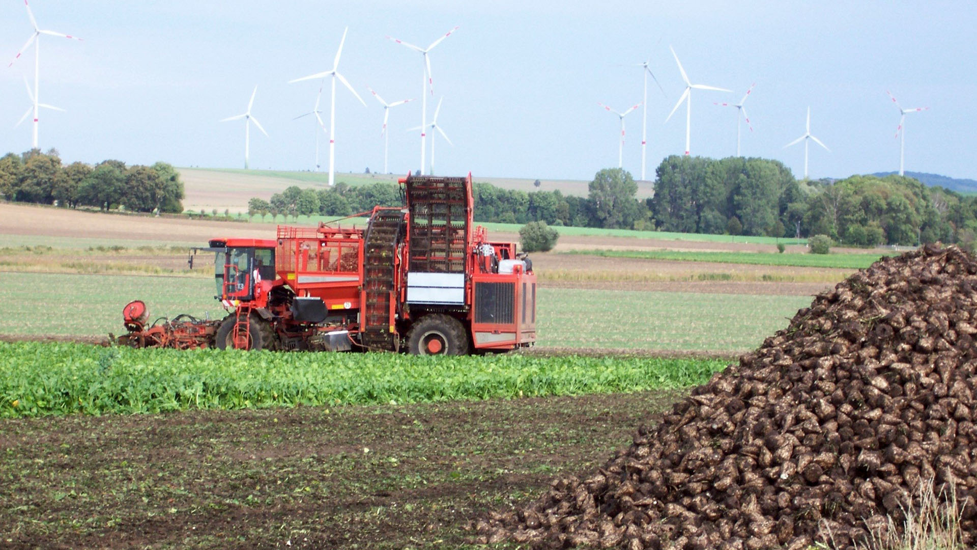 Auf einem landwirtschaftlich bewirtschafteten Feld steht ein roter Rübenroder, der Zuckerrüben erntet. Am rechten Bildrand ist bereits ein Hügel voller Rüben angehäuft.