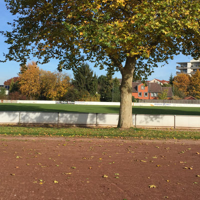 Zwischen einem Fußballplatz aus mit einem Rasen-Belag und einem Platz mit Asche-Belag steht ein Baum.
