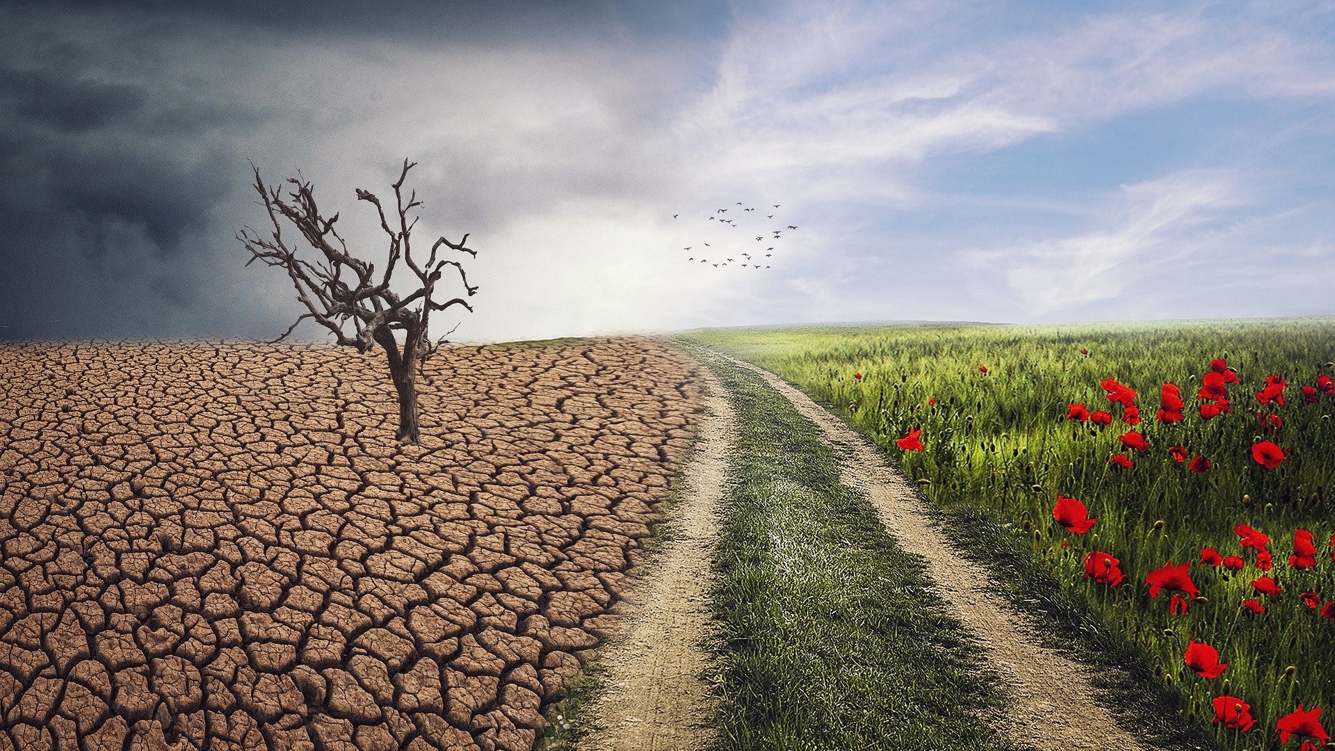 Collage aus zwei Bildern: auf der linken Bildhälfte steht ein dürrer Baum auf ausgedorrter Erde, auf der rechten Bildhälfte läuft ein Feldweg an einem rot blühenden Mohnfeld vorbei.