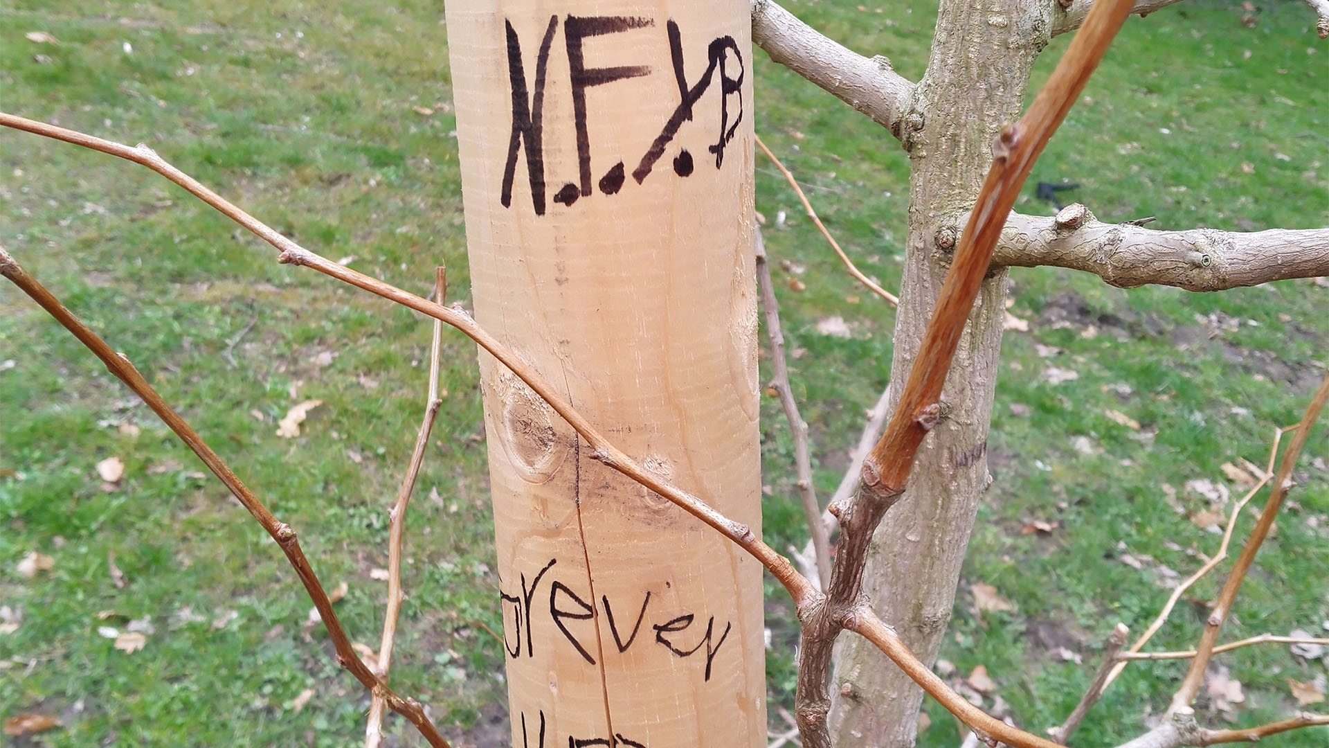Ein Stützpfeiler an einem jungen Baum wurde mit Initialen und Worten beschriftet.