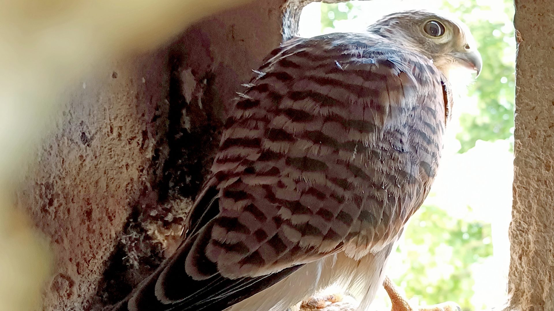 Ein junger Falke im Nest.
