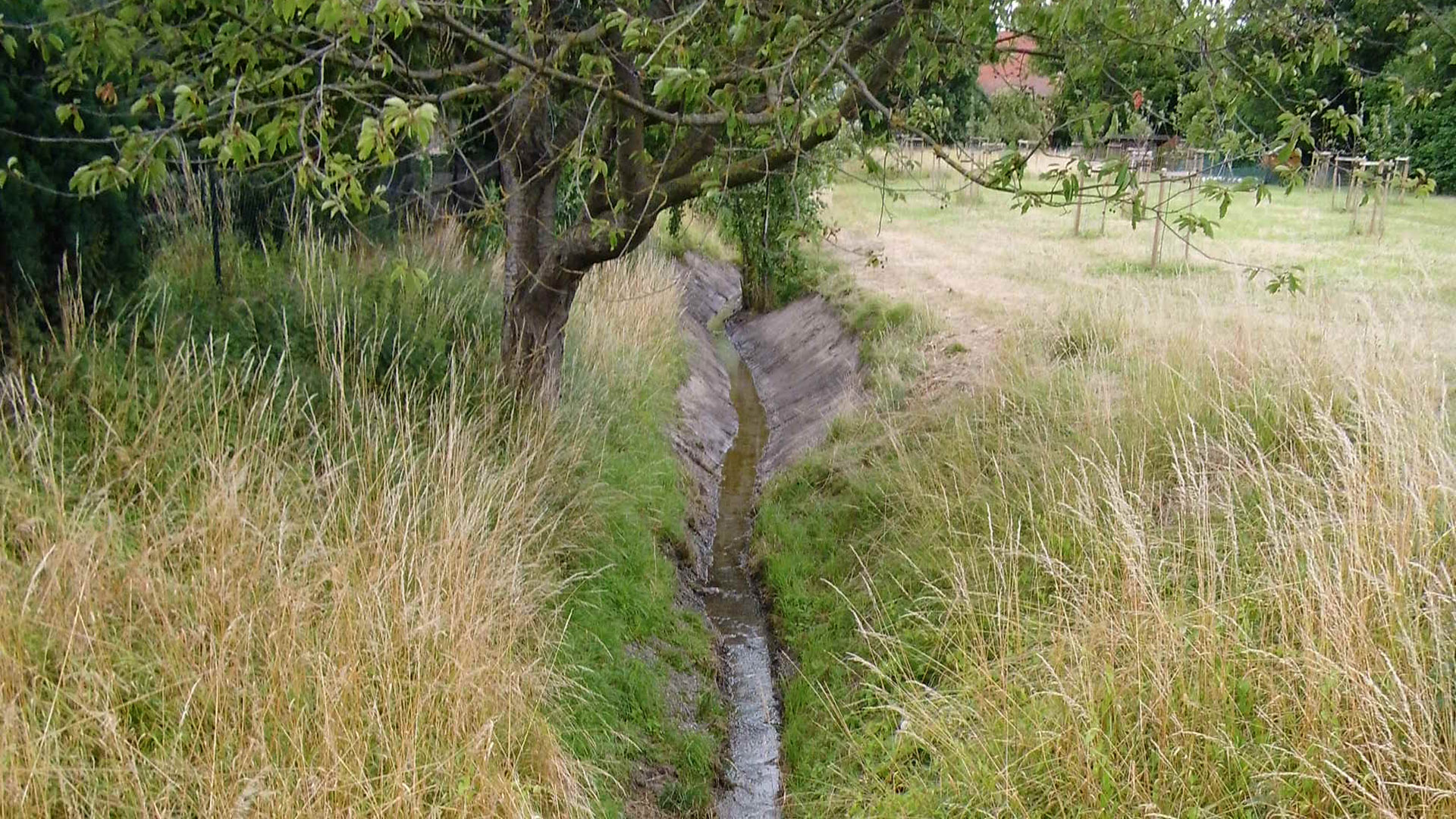Ein kleiner Bach fließt durch einen tiefen Graben. Daneben steht ein grüner Baum.