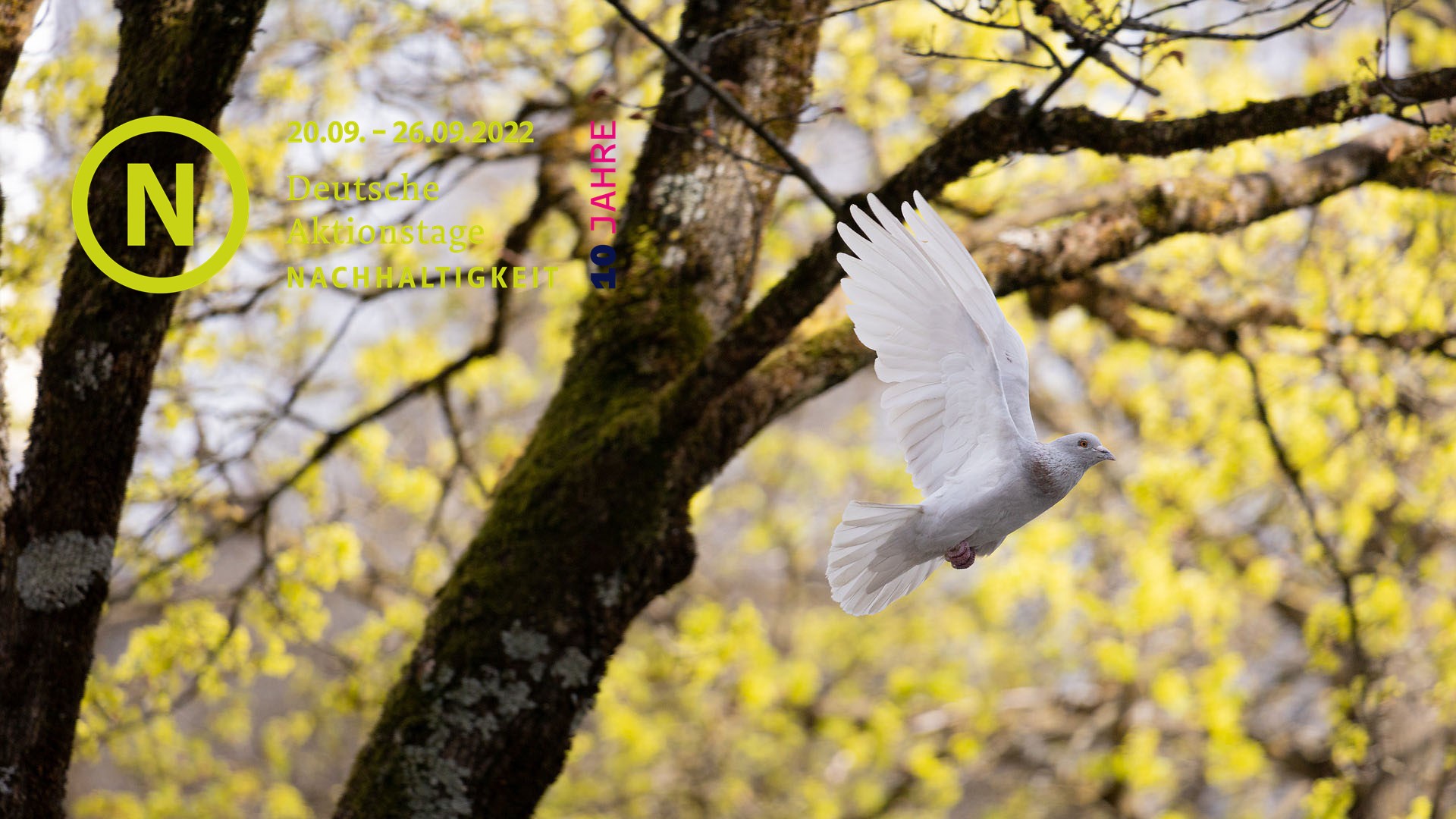 Eine weiße Taube fliegt vor Bäumen mit gelben Blättern.  In der Bildecke oben links steht das Logo der Deutschen Aktionstage für Nachhaltigkeit.