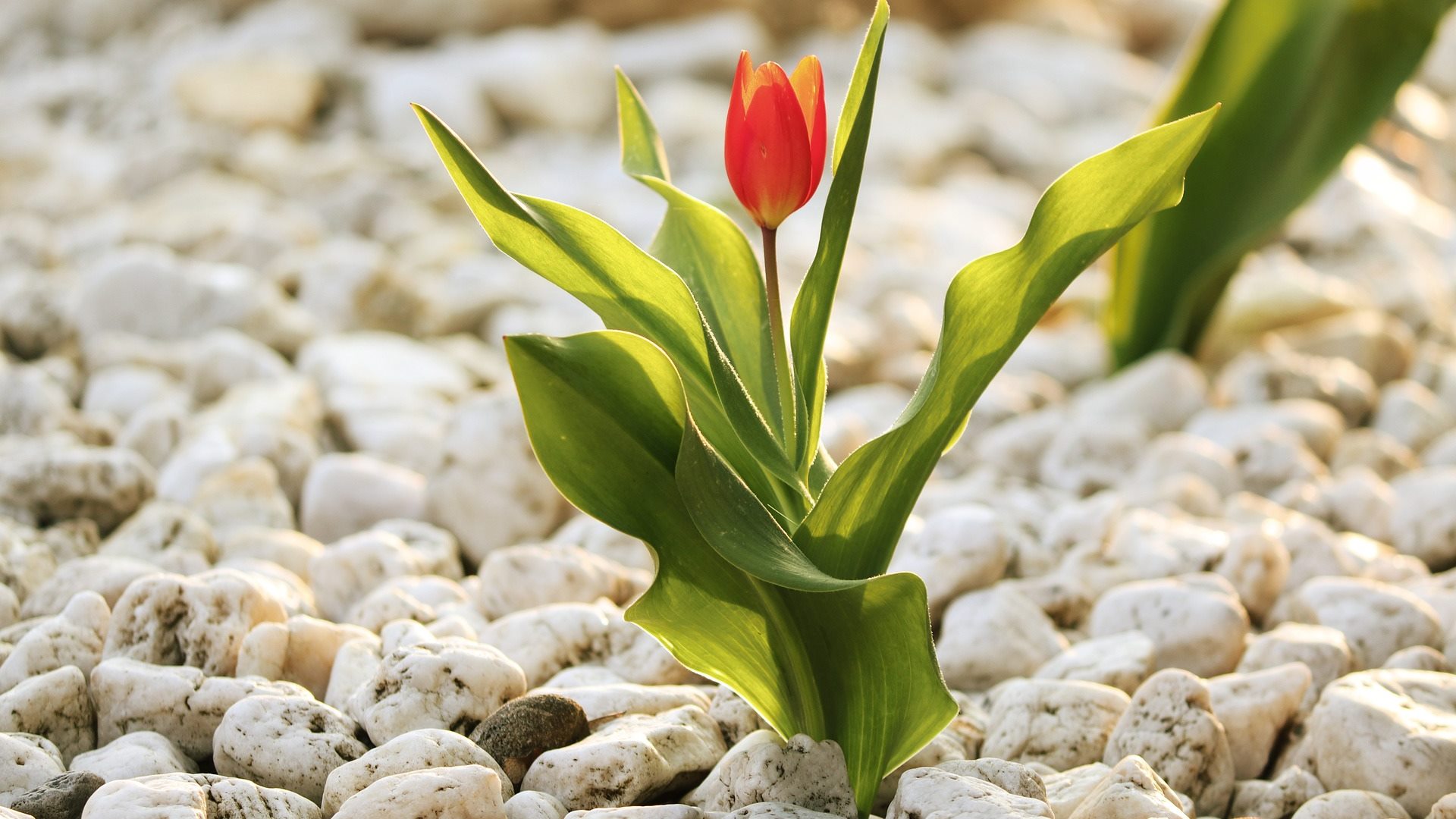 Aus einer Flche mit weien Kieselsteinen wchst eine Tulpe